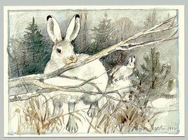 Landskapsdjuren e.t.c