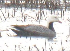 Foto: Sven-Olof Eriksson, Sörbysjön