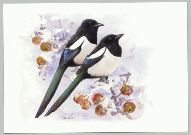 Gebbe Bj�rkman, Skata