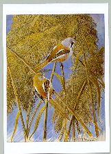 Greger Johansson, Sk�ggmesar