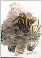 Greger Johansson, Morkulla